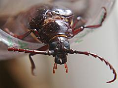 California Root Borer